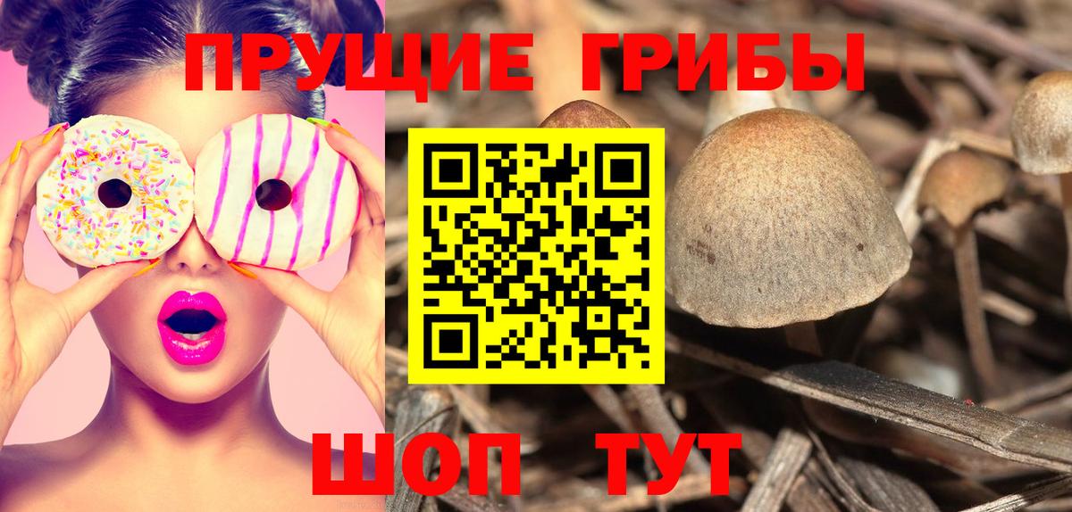 Галлюциногенные грибы Psilocybe Рубцовск